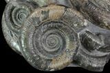 Dactylioceras Ammonite Cluster - Rare Occurrence #93909-4